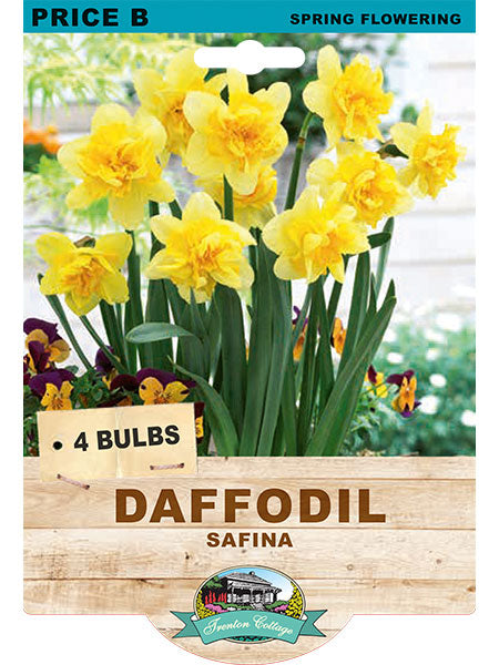 Daffodil 'Safina'