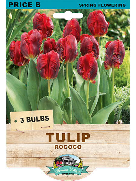 Tulip 'Rococo'
