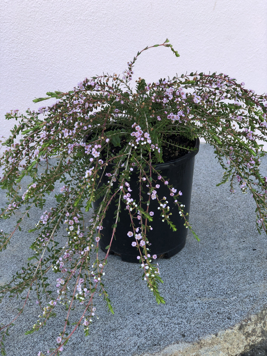 Thryptomene ‘F.C. Payne’