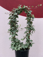 Load image into Gallery viewer, Hedera &#39;Variegated Ivy&#39;
