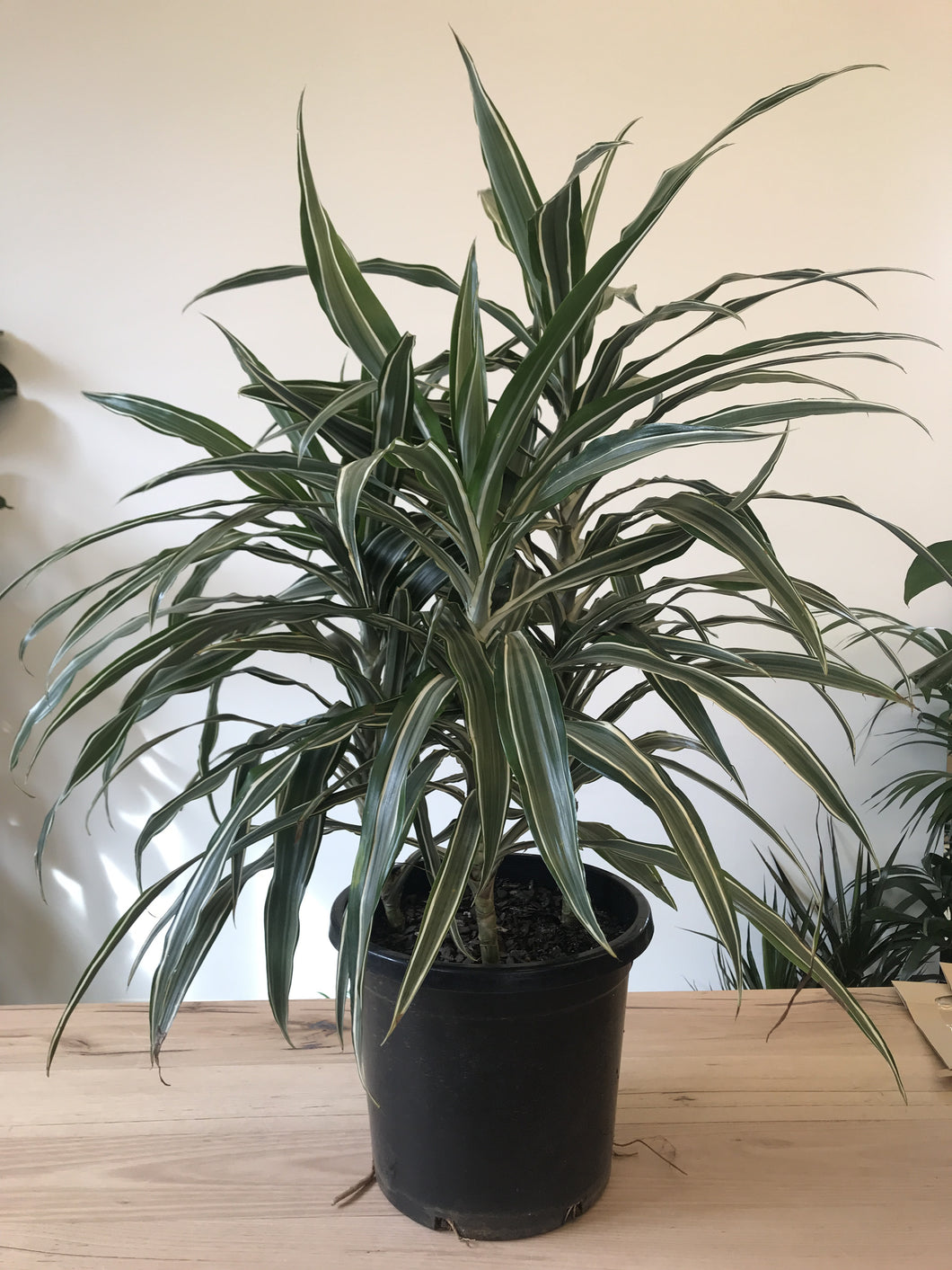 Dracaena deremensis