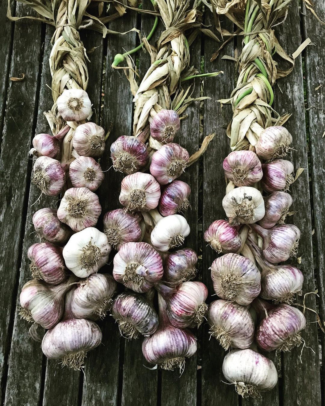 Garlic Braids