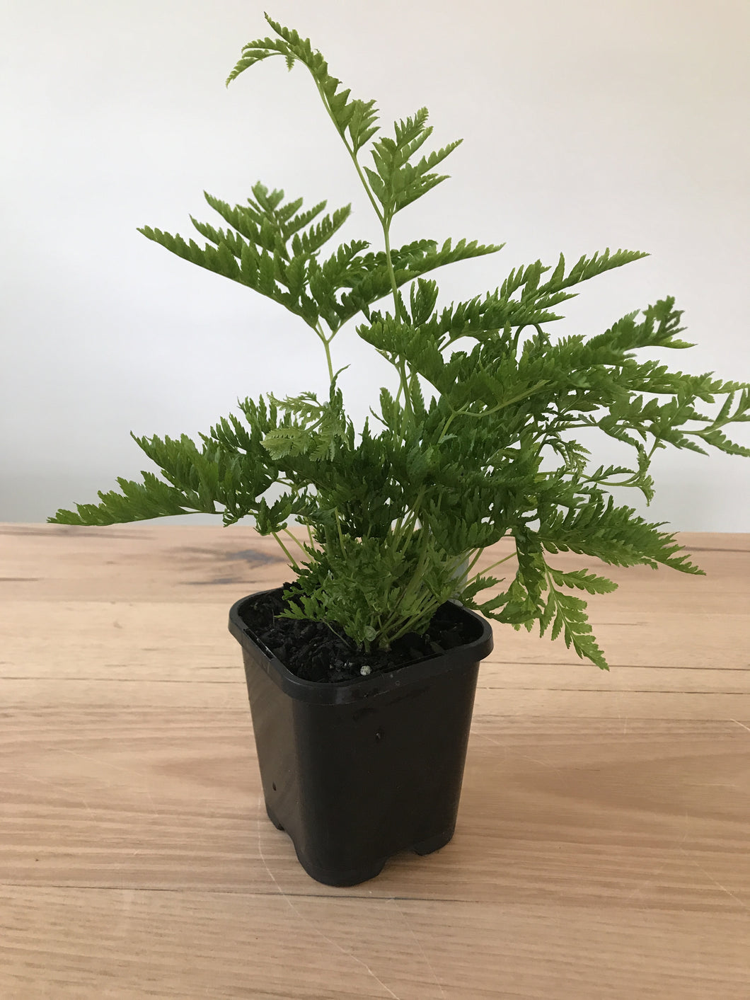 Pteris dentata 'Toothed Brake'