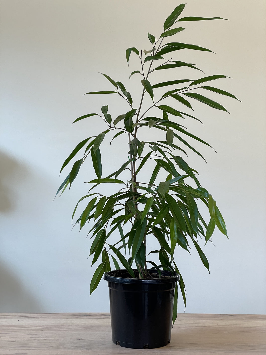 Ficus longifolia 'Narrow Leaf Fig'