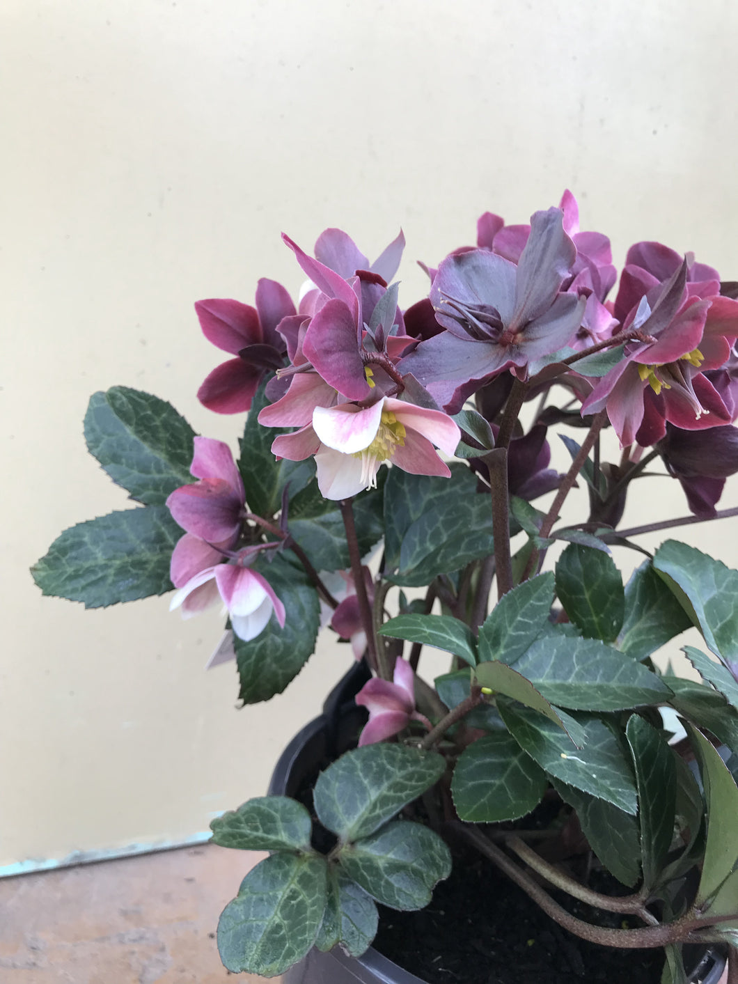 Helleborus 'Merlin'