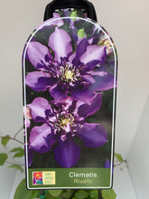 Load image into Gallery viewer, Clematis ‘Royalty’
