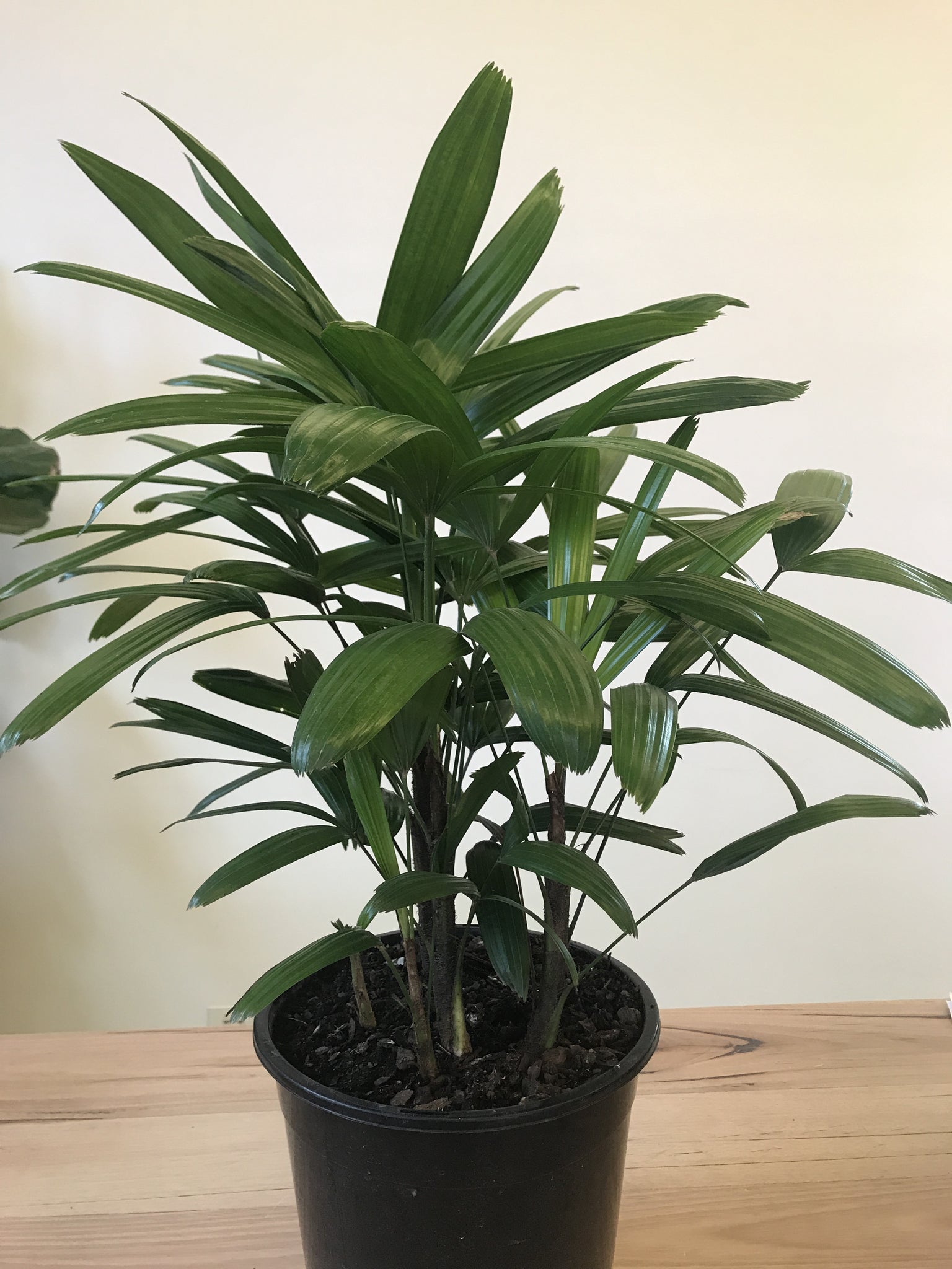 finger palm plant Rhapis excelsa 'Lady finger palm' – Northcote Nursery