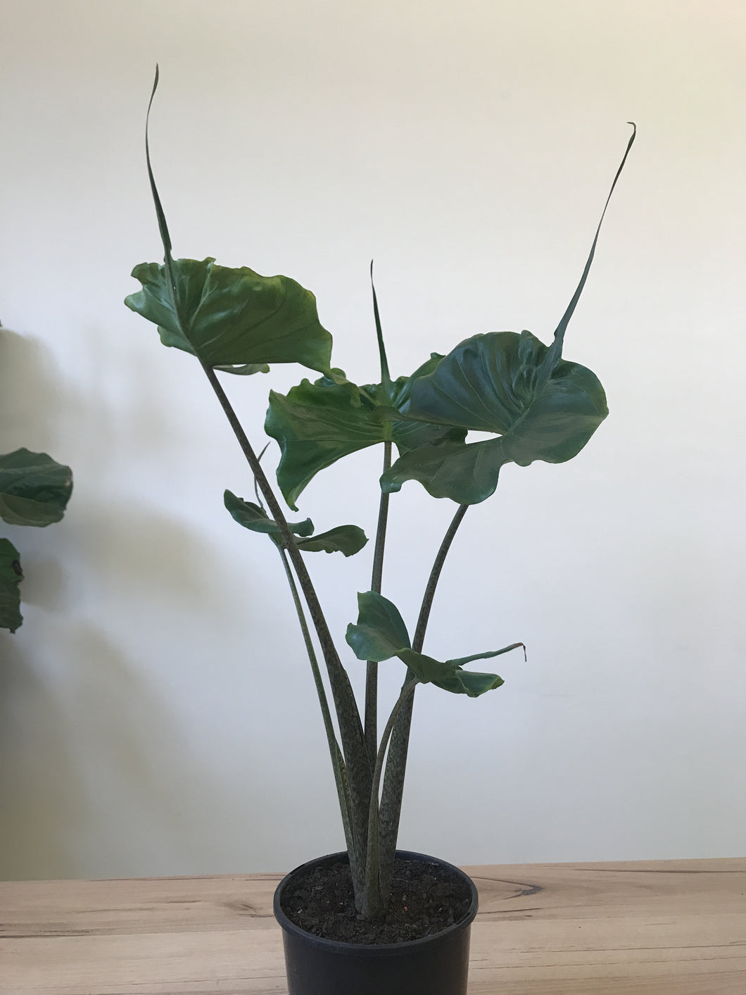 Alocasia 'Stingray'