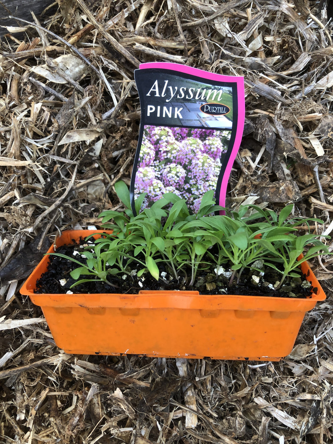 Alyssum ‘Pink’