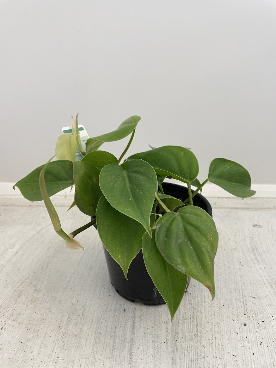 Philodendron cordatum