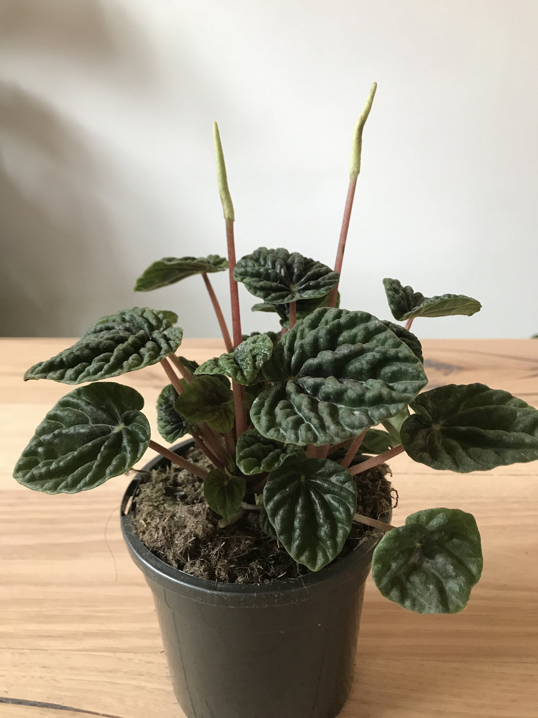 Peperomia caperata 'Lilian'