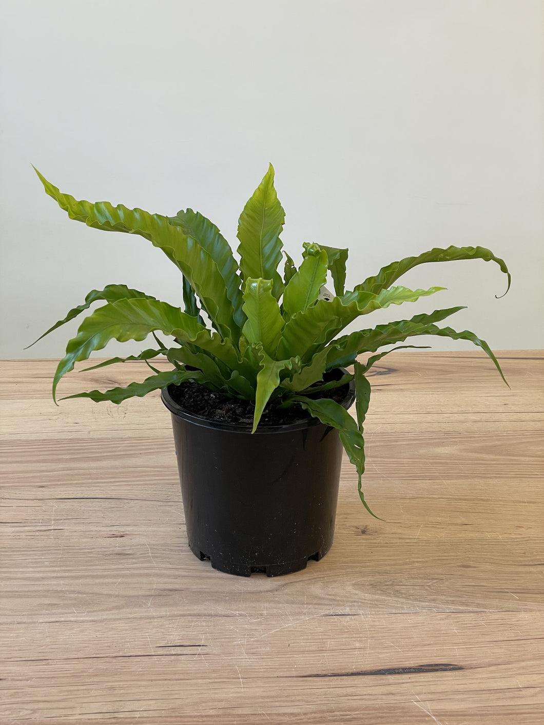Asplenium nidus 'Osaka Birds Nest Fern'