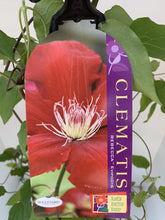 Load image into Gallery viewer, Clematis ‘Rebecca Boulevard’
