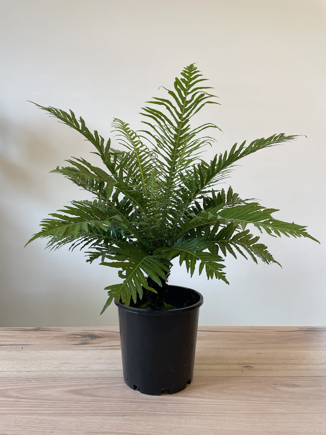 Blechnum moorei 'Brazilian tree fern'