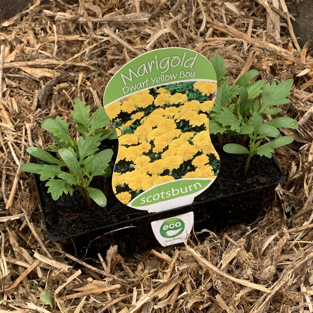Marigold ‘Dwarf Yellow Boy’