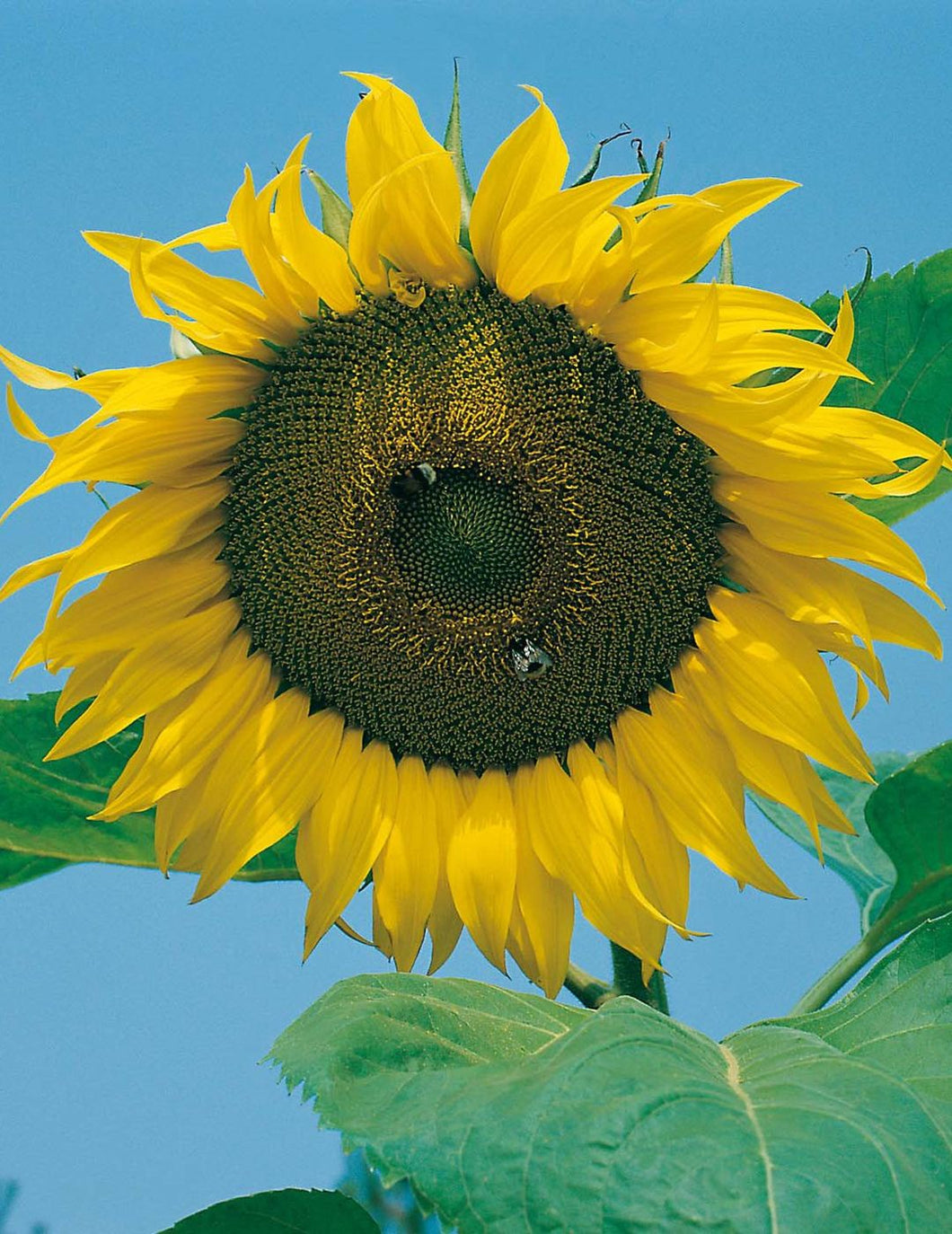 Sunflower 'Giant Single' Seeds