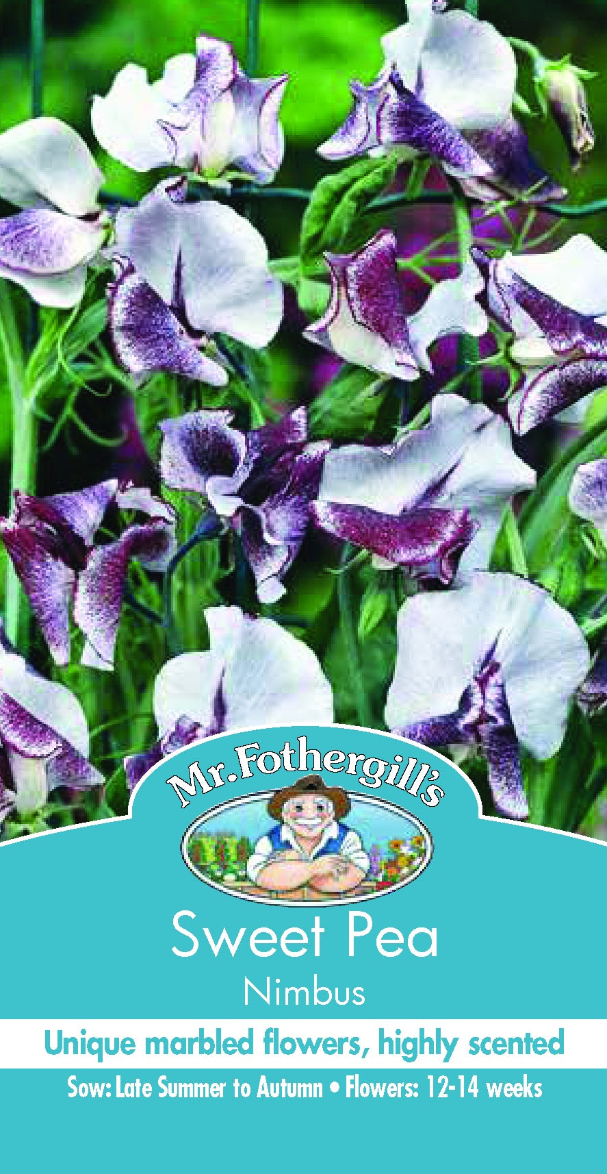 Sweet Pea 'Nimbus' Seeds
