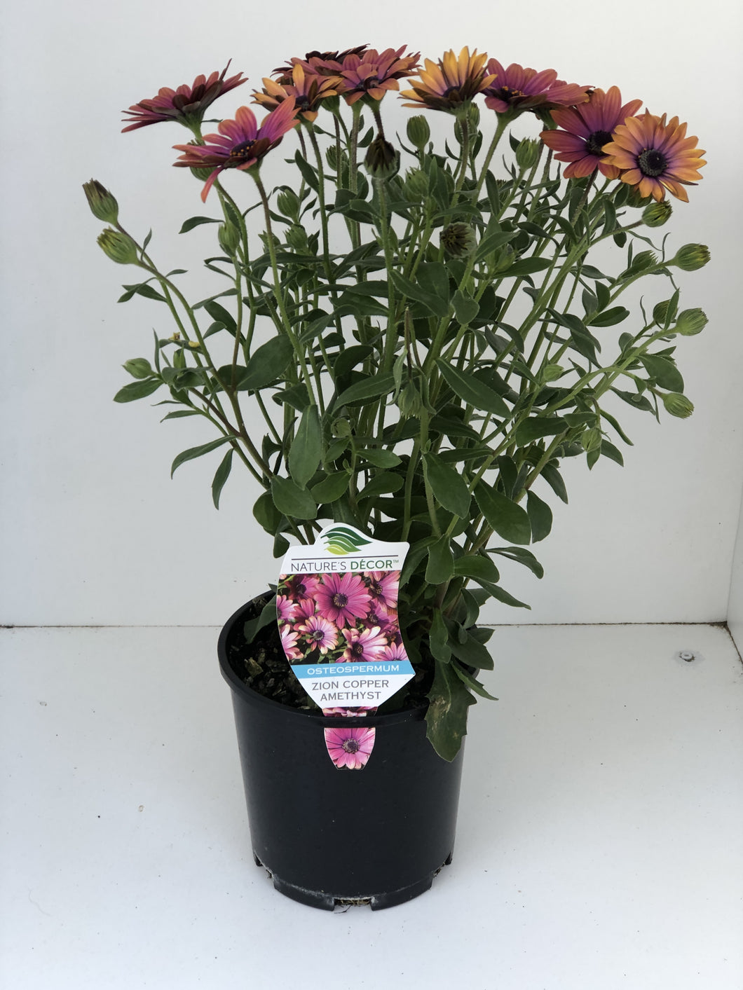 Osteospermum ‘Zion Copper Amethyst’