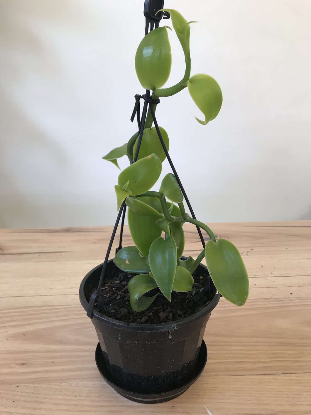 Vanilla bean