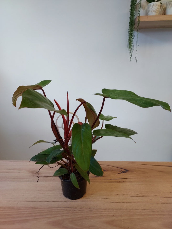 Philodendron 'Emerald Red'