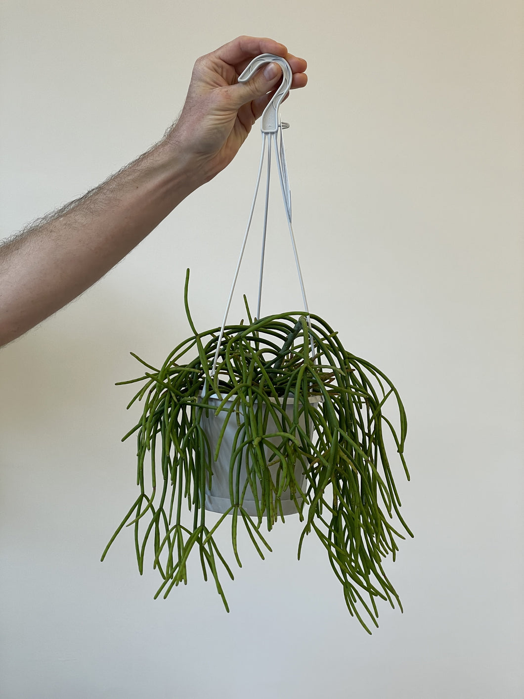 Rhipsalis baccifera 'Mistletoe Cactus'