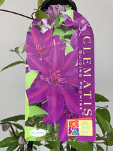 Load image into Gallery viewer, Clematis ‘Guiding Promise’
