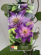 Load image into Gallery viewer, Clematis ‘Multi Blue’
