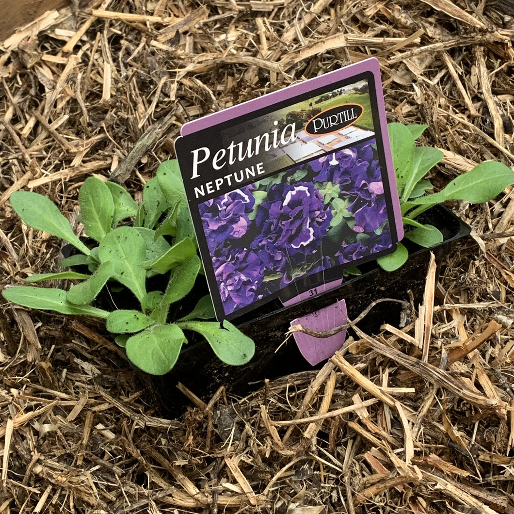 Petunia ‘Neptune’