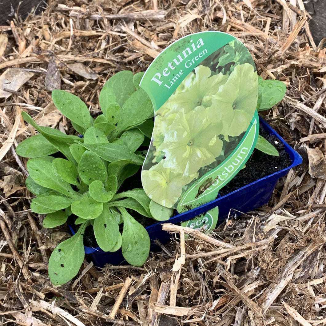 Petunia ‘Lime Green’