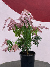 Load image into Gallery viewer, Pieris &#39;Christmas Cheer&#39;
