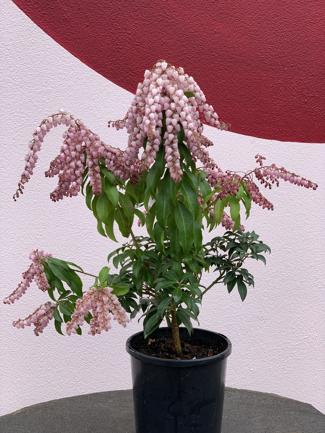 Pieris 'Christmas Cheer'