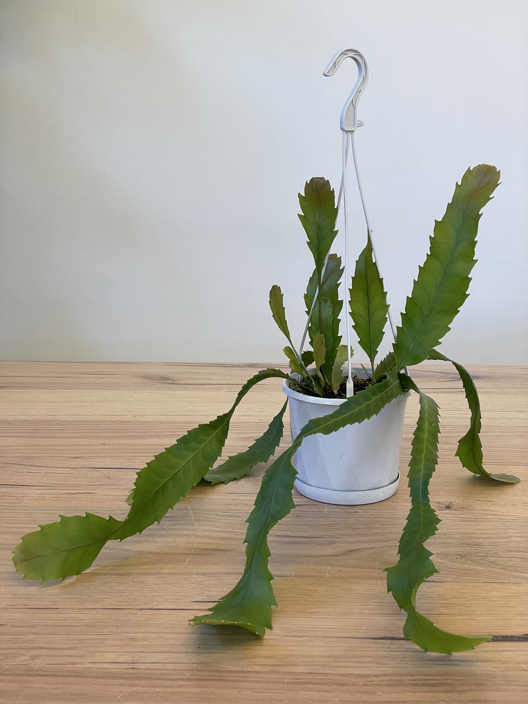 Lepismium houlletiana