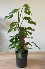 Load image into Gallery viewer, Rhaphidophora tetrasperma Totem
