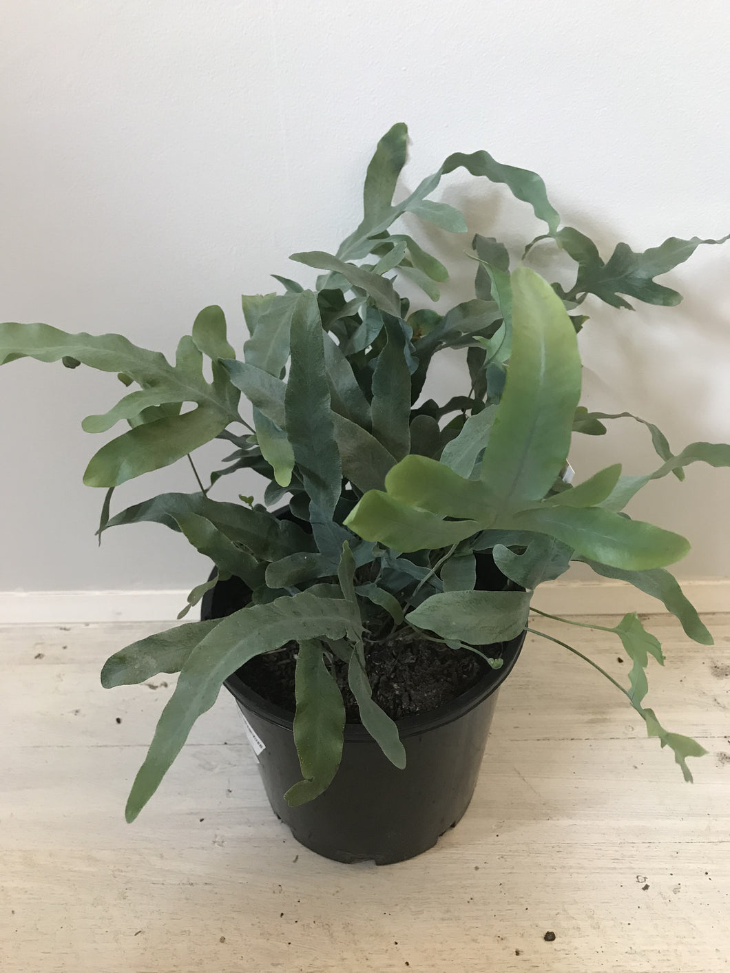 Phlebodium aureum 'Blue Star'