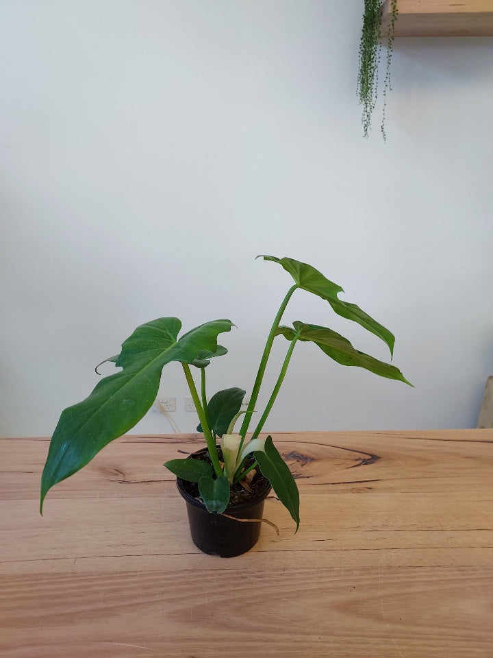 Philodendron 'Rainforest'