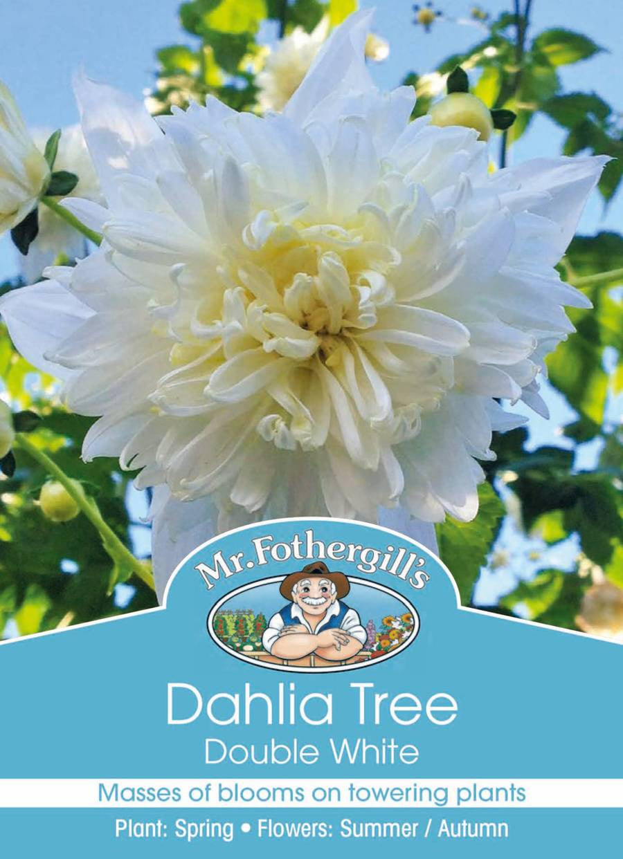 Dahlia Tree 'Double White'
