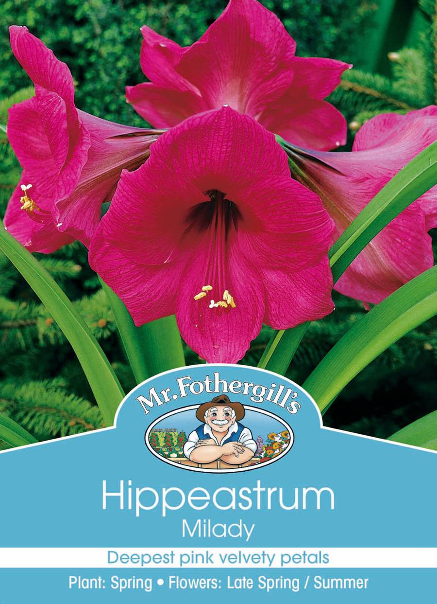 Hippeastrum 'Milady'
