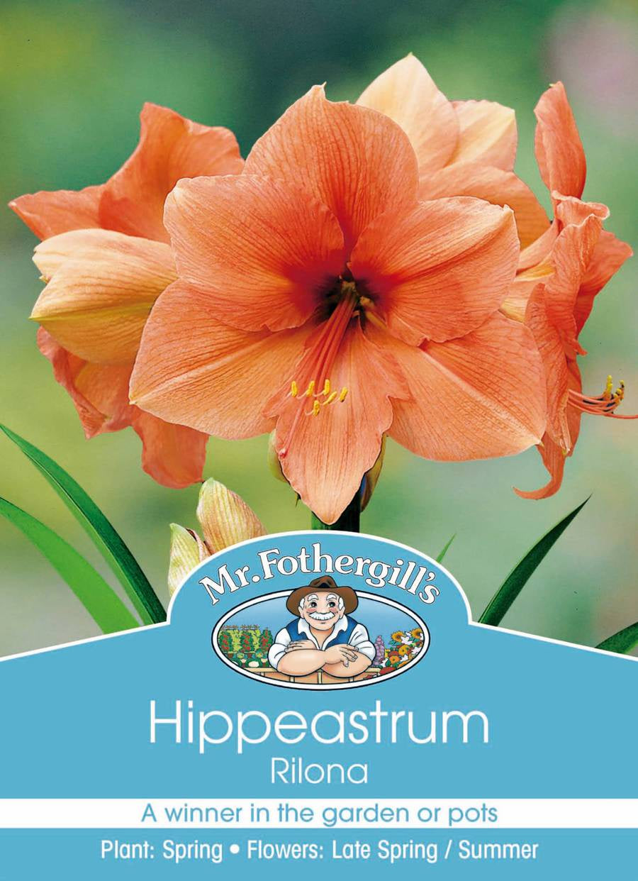 Hippeastrum 'Rilona'