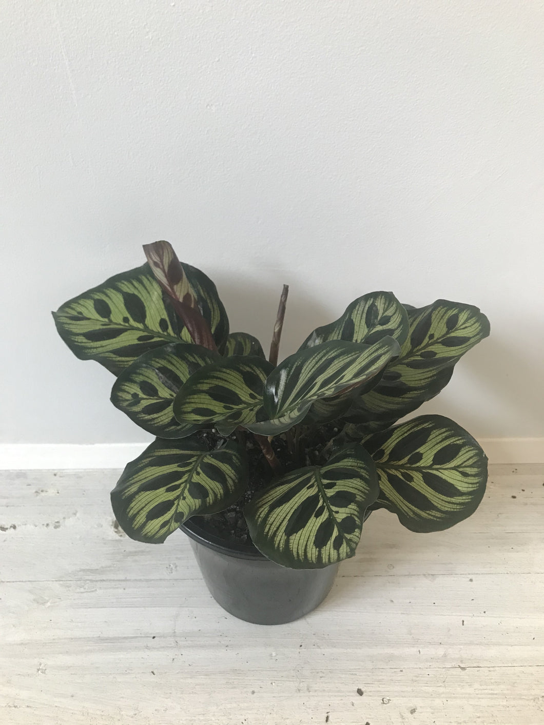 Calathea makoyana 'Peacock Plant'