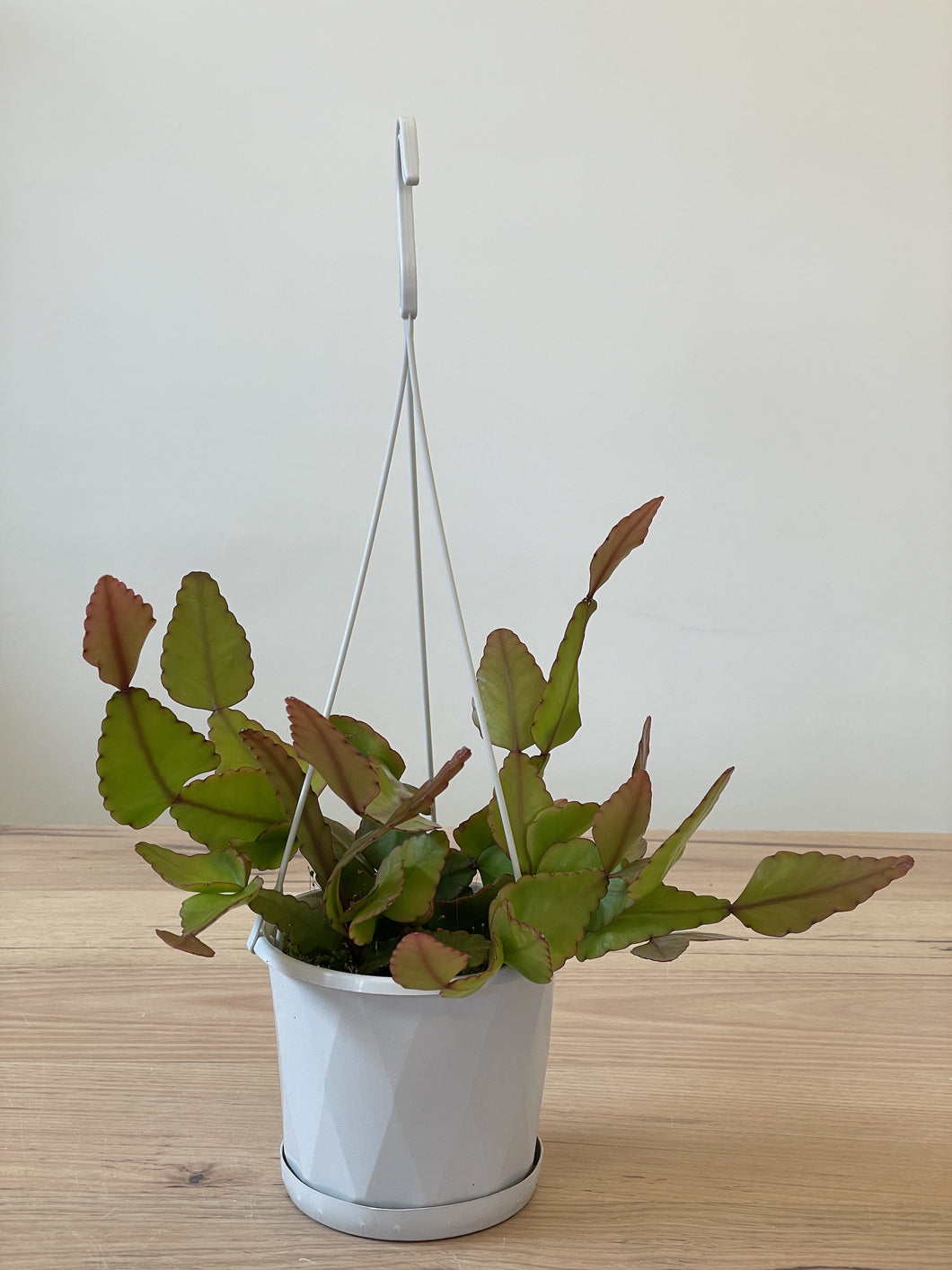 Rhipsalis elliptica