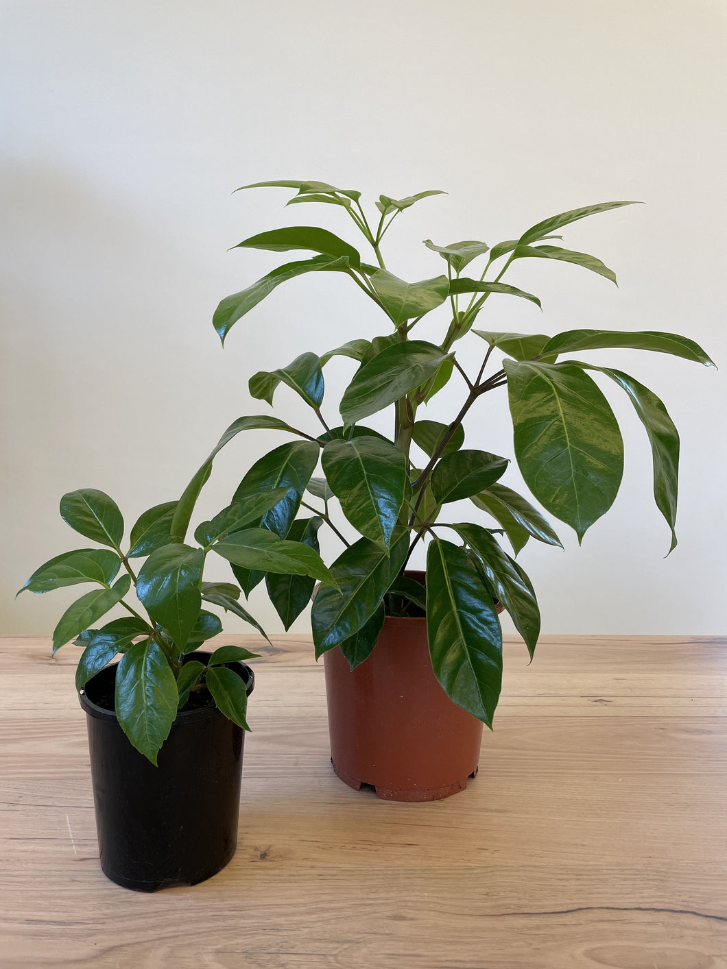 Schefflera actinophylla 'Amate'