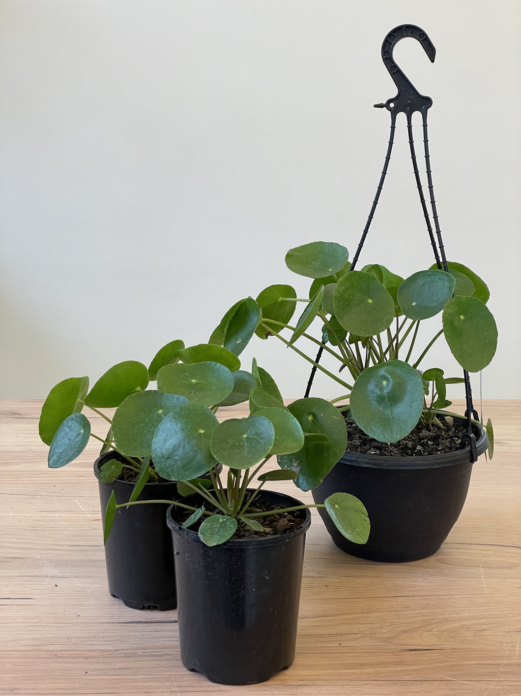 Pilea peperomioides 'Chinese Money Plant'