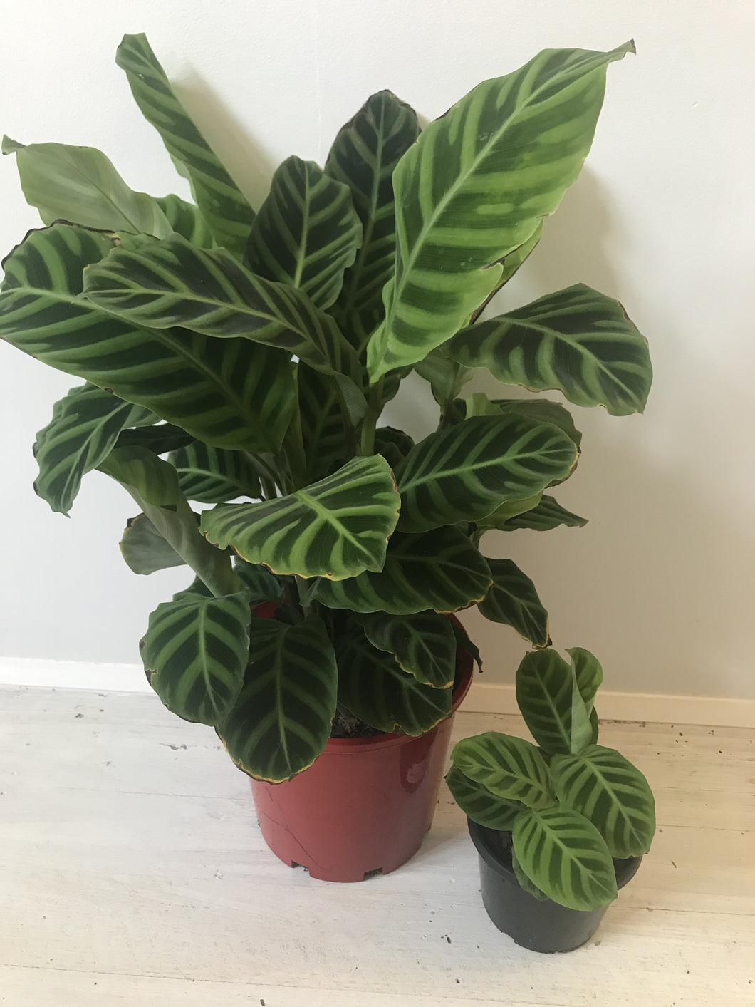 Calathea 'Zebrina'