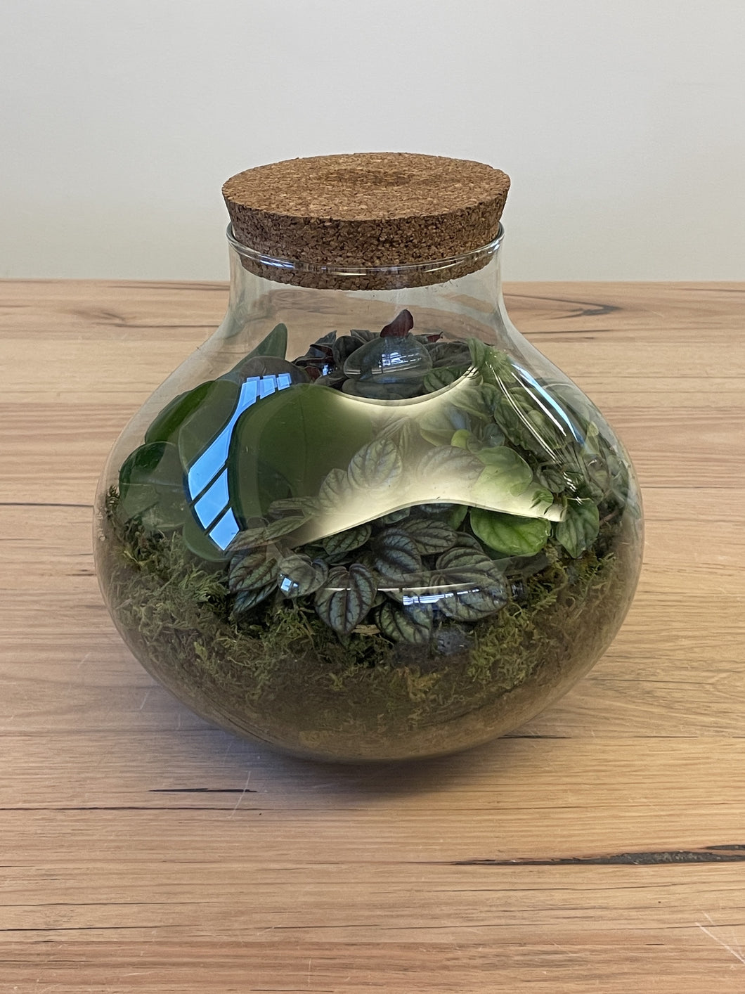 Terrarium Size F