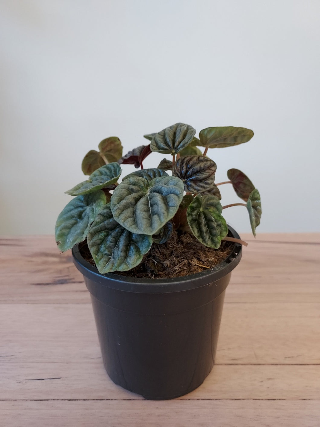 Peperomia marmorata 'Silver Heart'