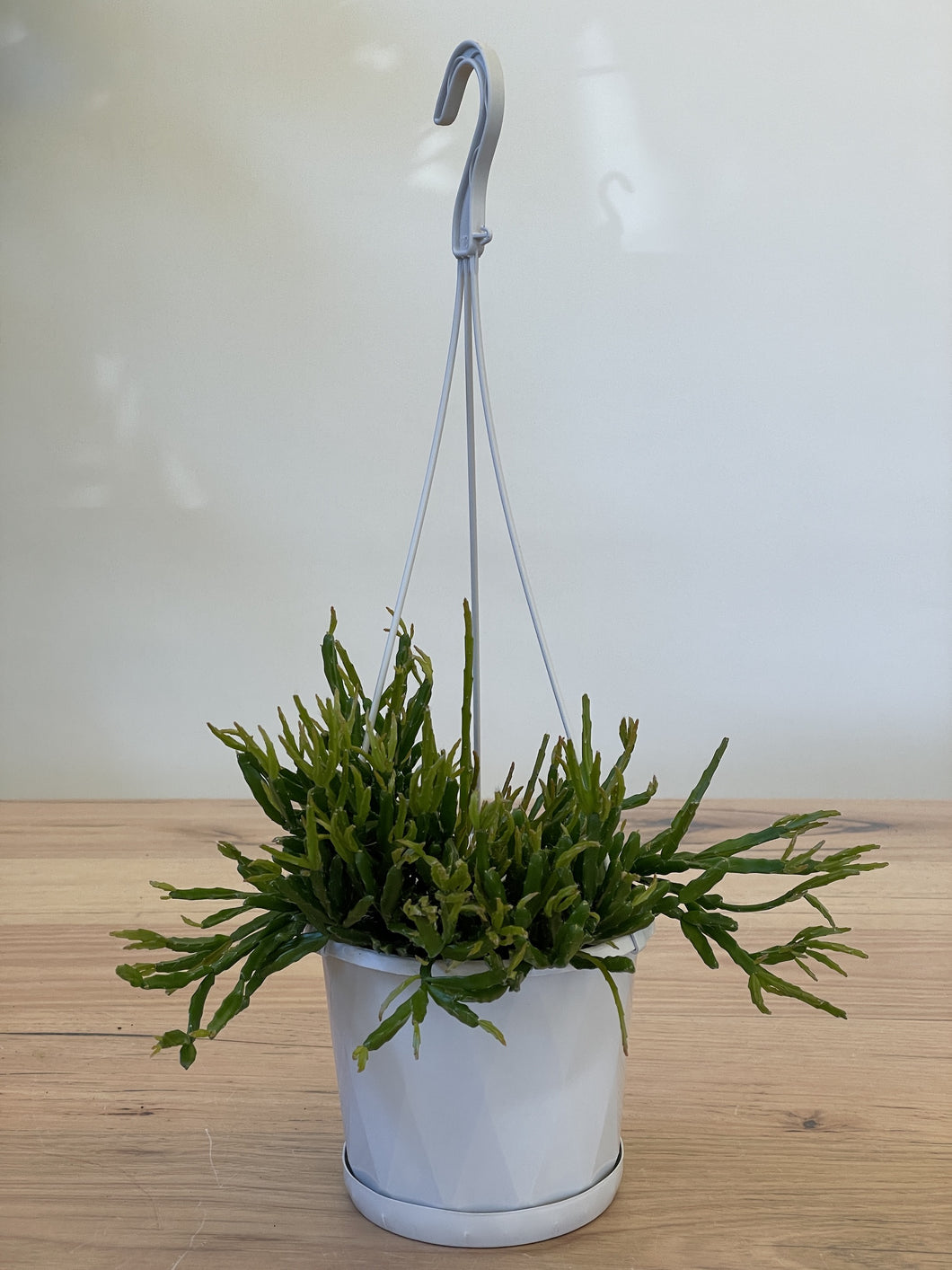 Rhipsalis sulcata