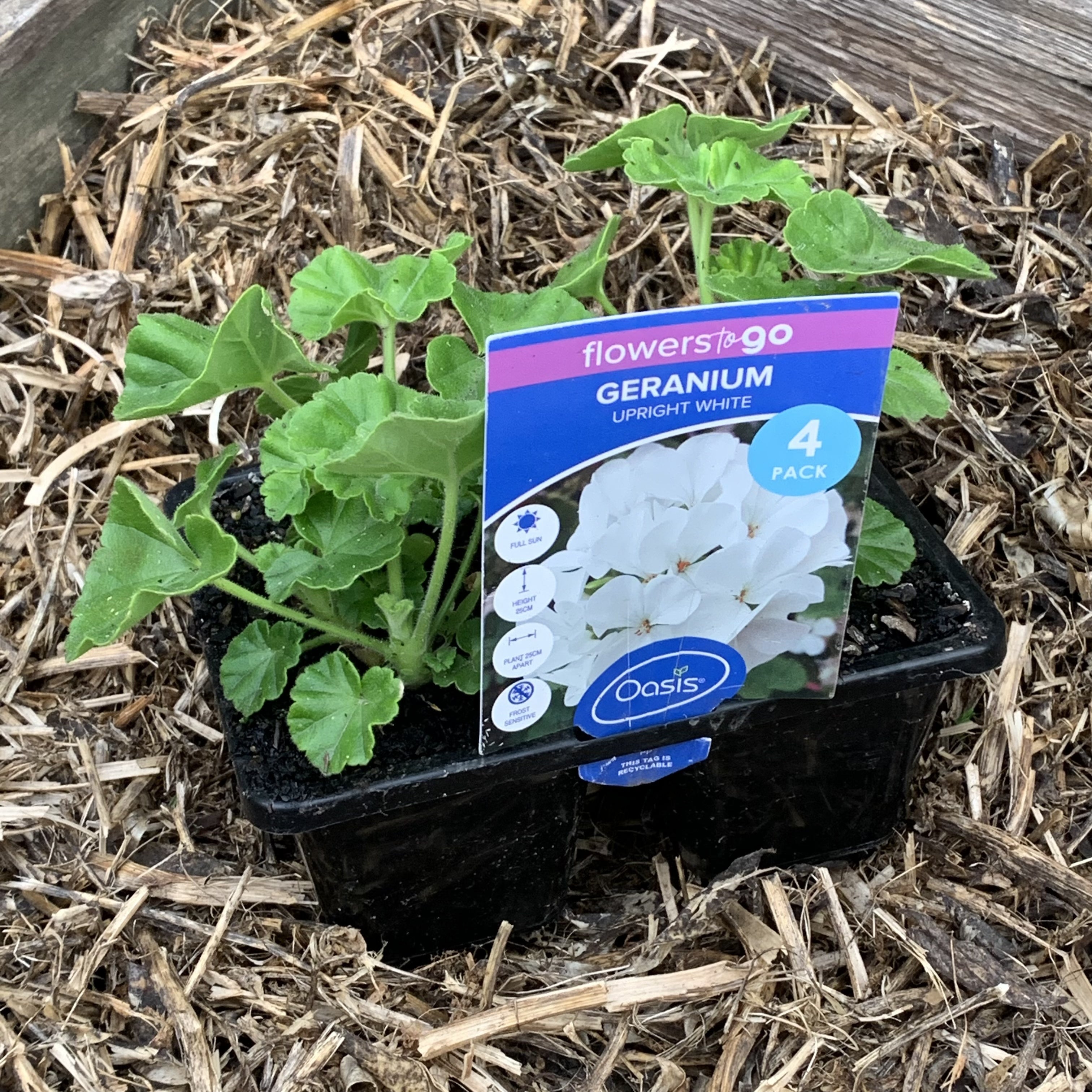 Geranium 'Upright White' – Northcote Nursery