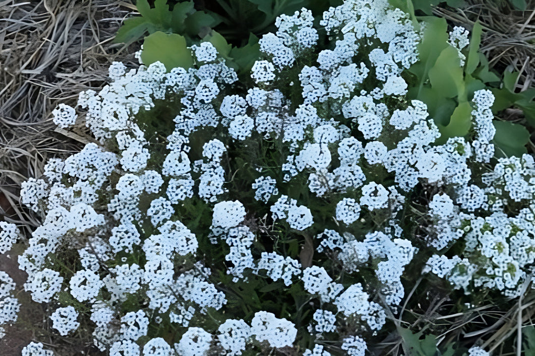Alyssum 'Carpet of Snow' Greenpatch Seeds