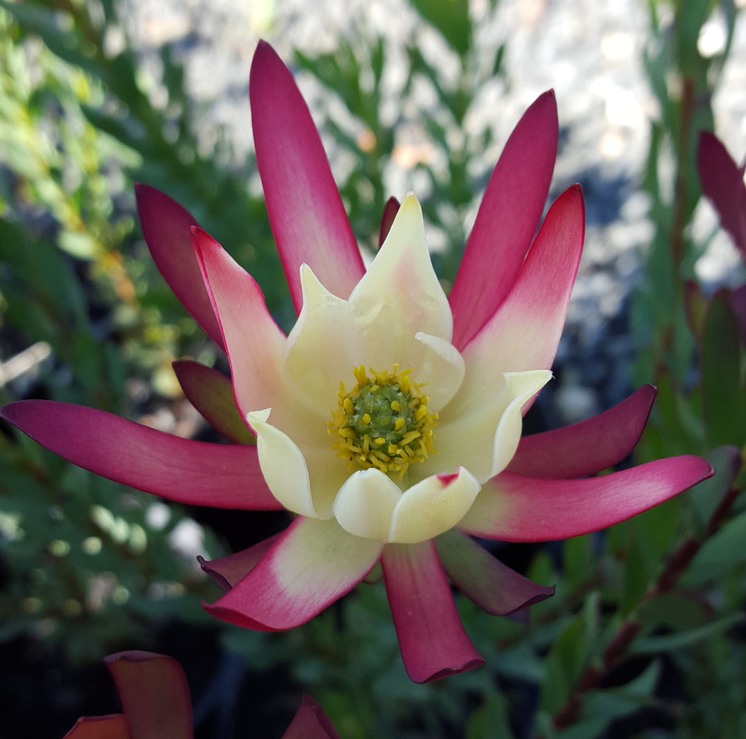 Leucadendron 'Amy'