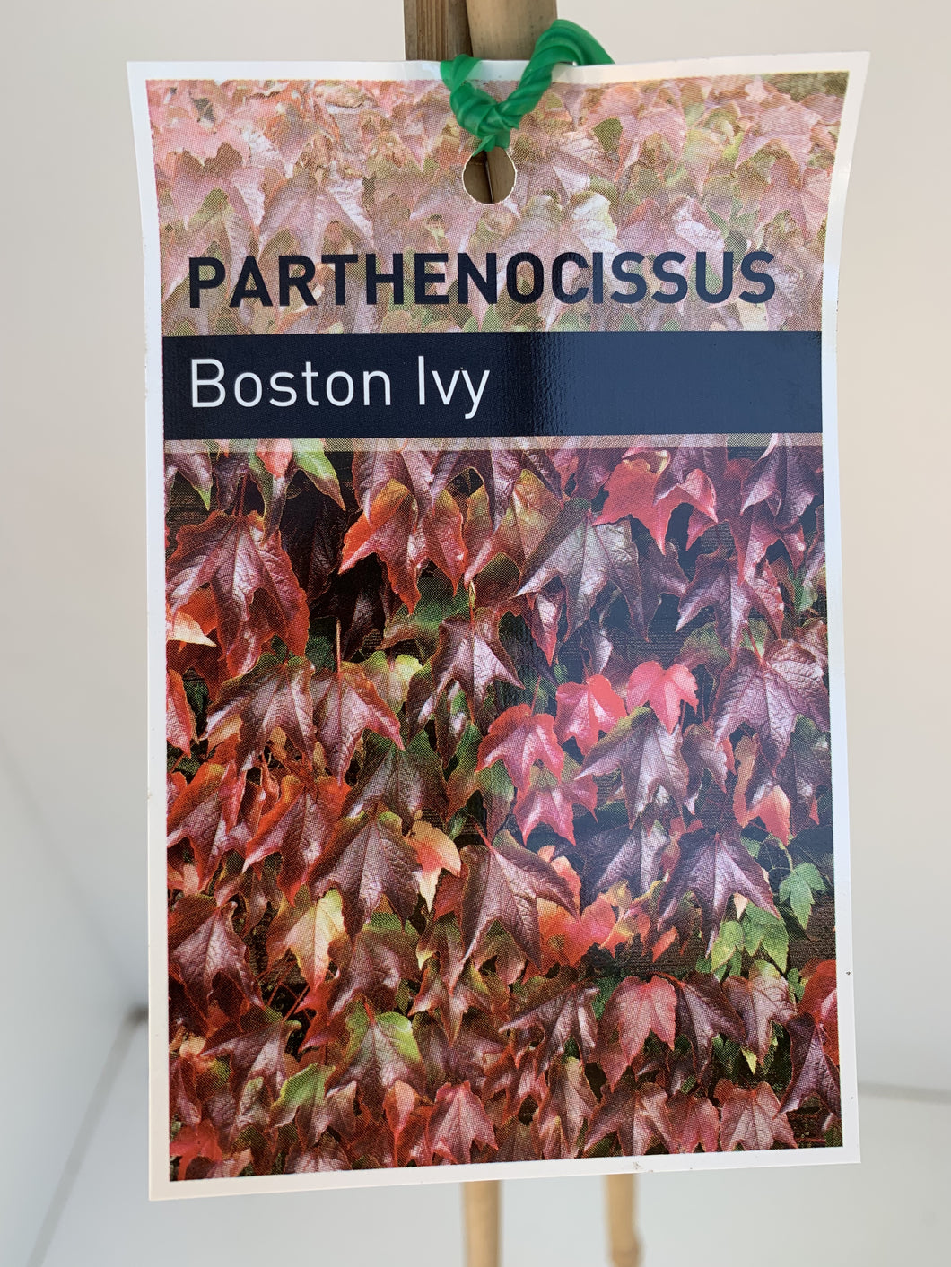 Parthenocissus tricuspidata ‘Boston Ivy’